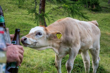 Cows agriculture livestock photo