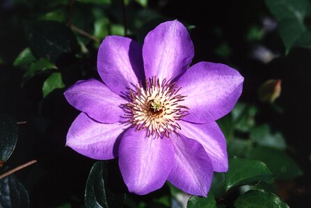 Bloom clematis hybrid photo