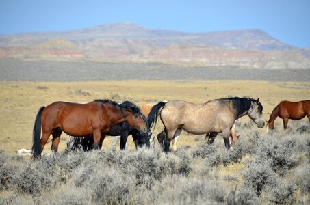 Wild mustangs animals west