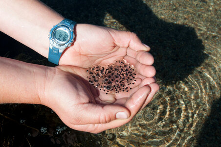 Mountain yellow-legged frog eggs