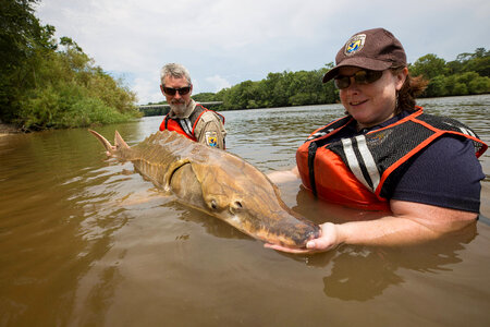 Biologist shows front view of Gulf sturgeon in river-2
