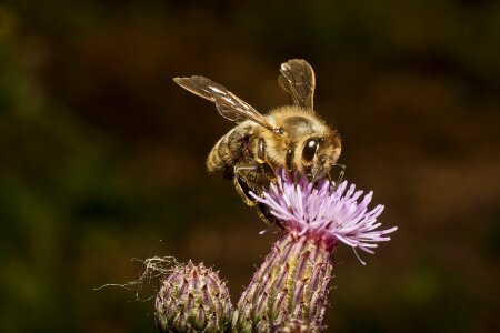 Flower nectar collect