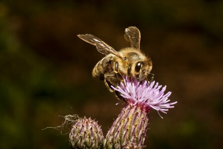 Flower nectar collect photo