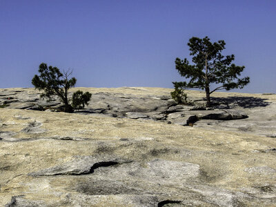 Pine trees near Stone Mountain in Atlanta, Georgia photo