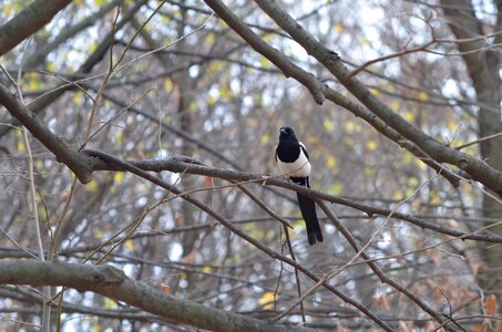 Tree branch nature