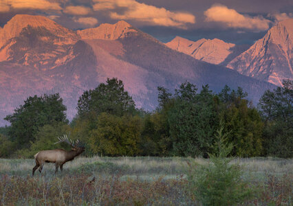 Cow Elk bugles with mountain backdrop