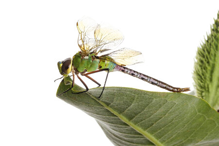 Dragonfly-241 photo