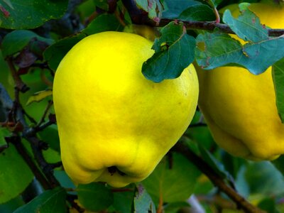 Leaf tree pome fruit