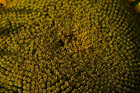 Rule fibonacci array