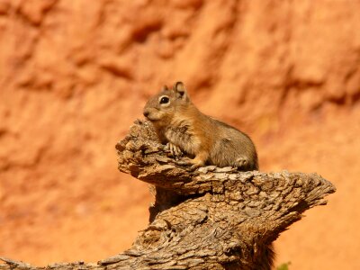 Cute baby chipmunk Squirrel photo