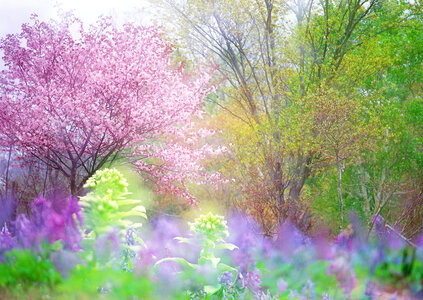 Blur effect flower tree photo
