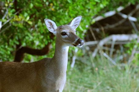 Key deer-1