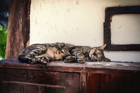 Cat sleep photo