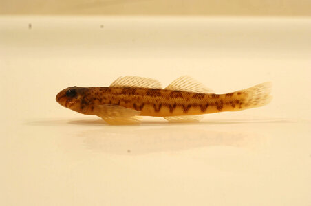 Etheostoma blennioides newmanii-2