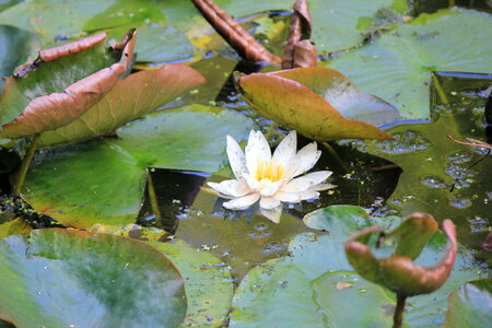 White water lily photo