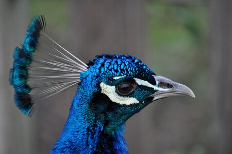 Blue animal bird photo