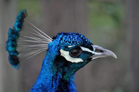 Blue animal bird