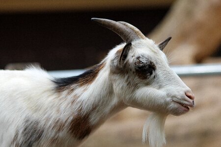 Mammals domestic goat billy goat photo