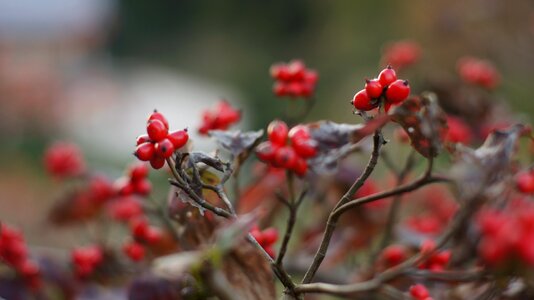 Nuts branch red fruit