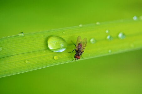 Fly wildlife summer photo