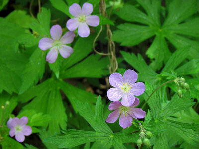 Wild geraniums