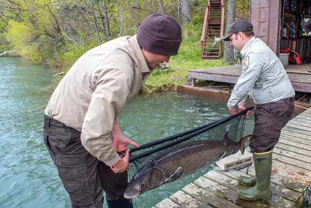 USFWS Fisheries workers prepare to move Lake sturgeon