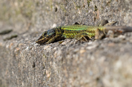 Animal beautiful photo ecology