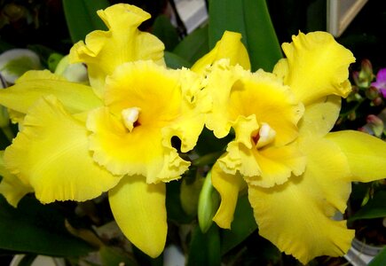 Orchid yellow flower room plant photo