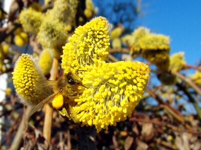 Beautiful Flowers biology blooming