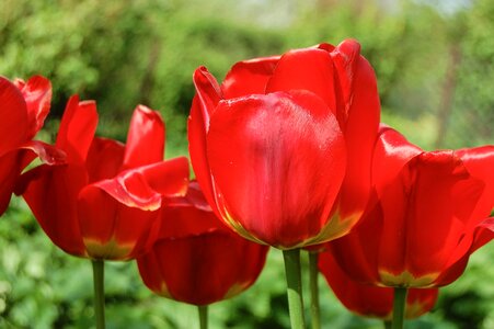 Beautiful Flowers bloom blooming