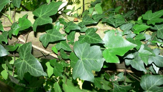 Leaves green foliage