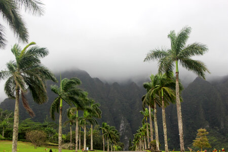 Foggy day in Tropical Hawaii