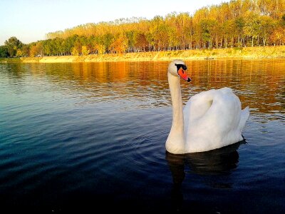 Beautiful bird mute swan photo