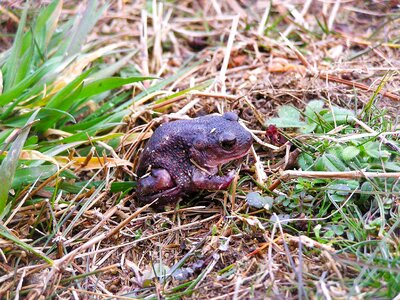 Back frog toad photo