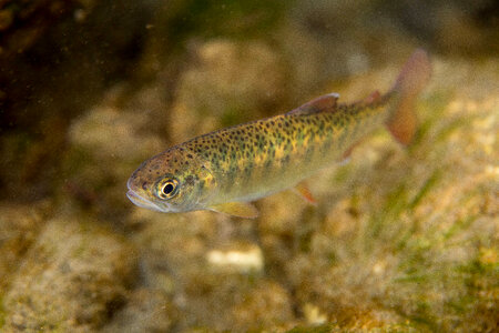 Juvenile Rainbow trout-2 photo