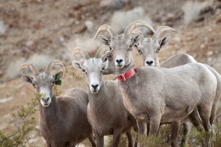 Nature wild animals