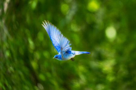 Flight of a Blue Bird photo