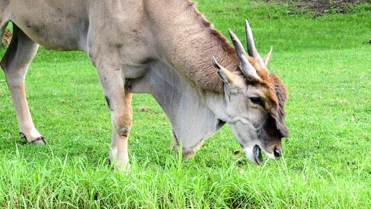 Antelope grazing head photo