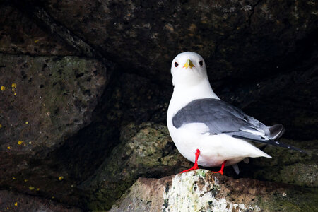 Red-legged kittiwake-3