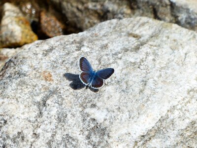 Butterflies common blue lycaenidae photo
