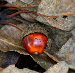 Autumn brown seed photo