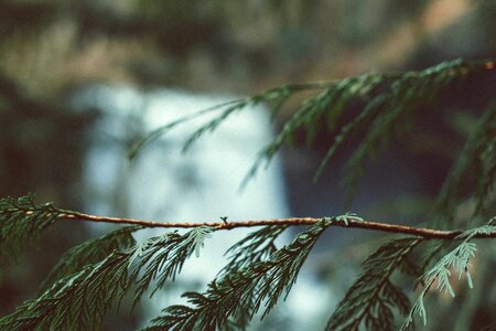 Branch branches conifer photo