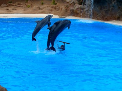 Dolphin show demonstration attraction photo