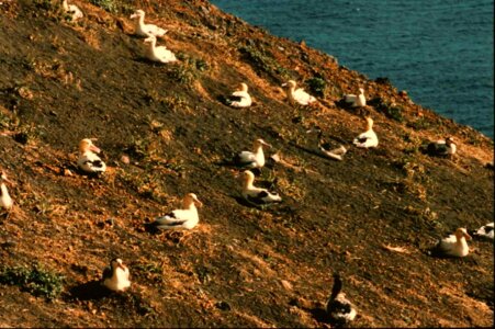 Albatross bird earth