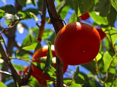 Citrus fruit oranges photo