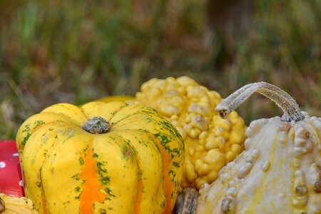 Close-Up colorful pumpkin