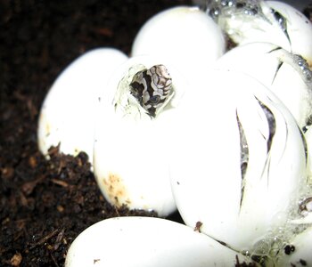 Animal wildlife hatching