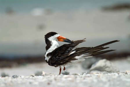 Bird black 