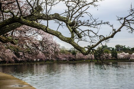 Washington cherry dc photo