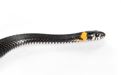 Black Snake